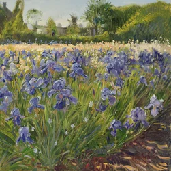 Above the Blue Irises